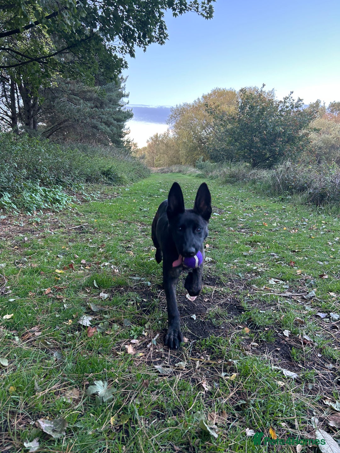 Belgian Shepherd Dog dogs for sale: DUTCH Shepherd puppies - Image 7