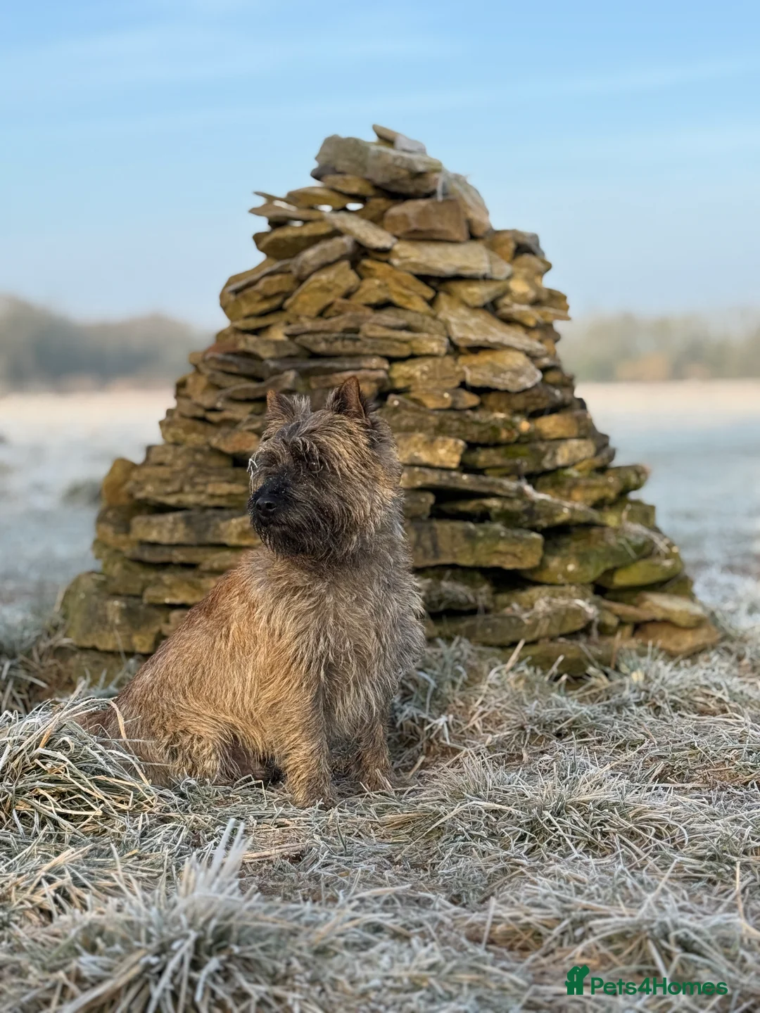Cairn Terrier dogs for stud: Proven KC Registered Show Dog for Stud - Advert 11