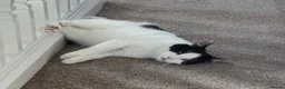 Mixed Breed cats for adoption: EDWIN - Advert 2