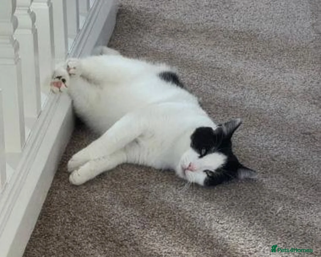 Mixed Breed cats for adoption: EDWIN - Advert 2