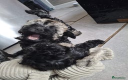 Shihpoo dogs for sale: Shih-poo on shih-poo Puppies  - Image 15