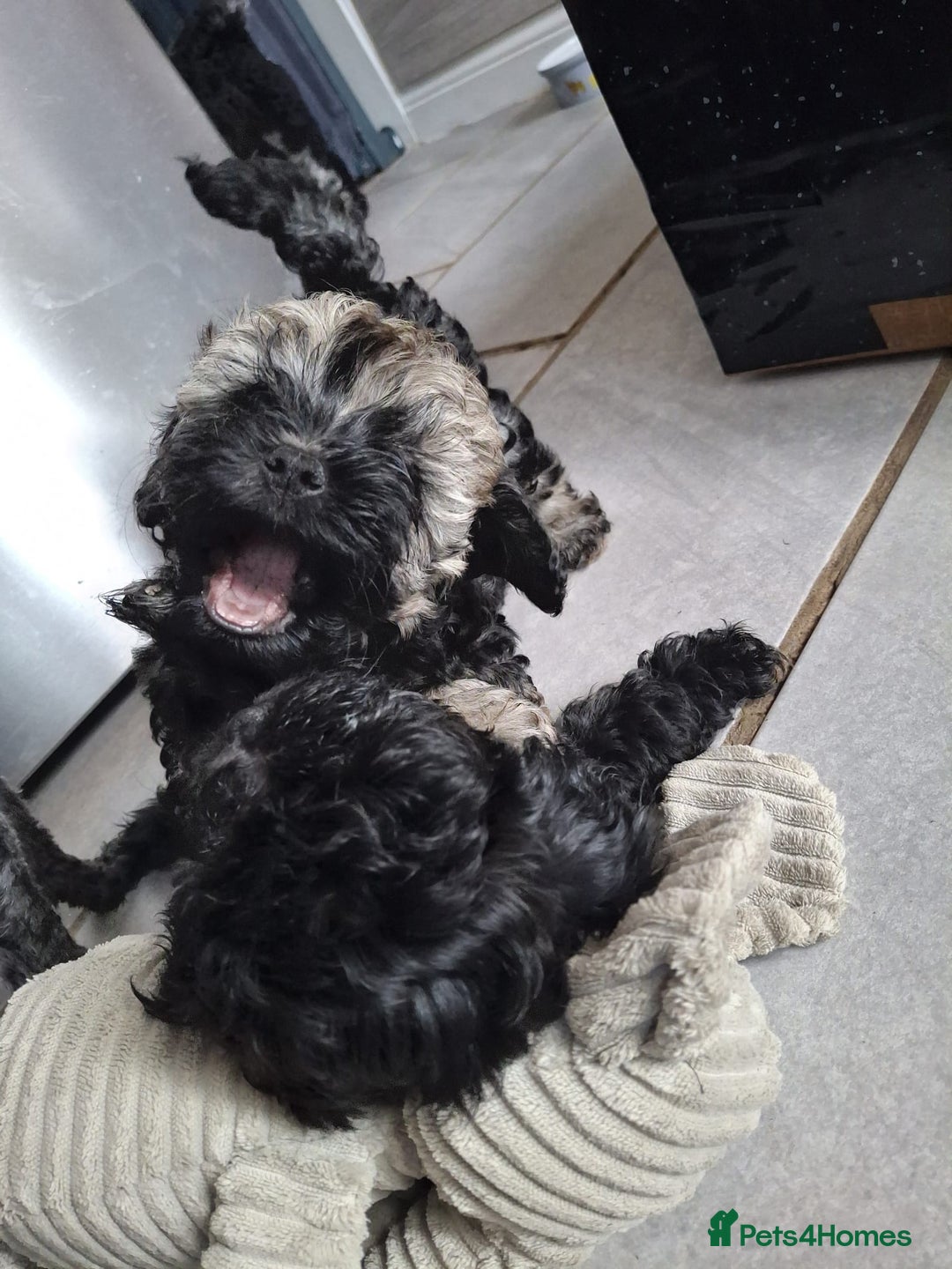 Shihpoo dogs for sale: Shih-poo on shih-poo Puppies  - Image 15