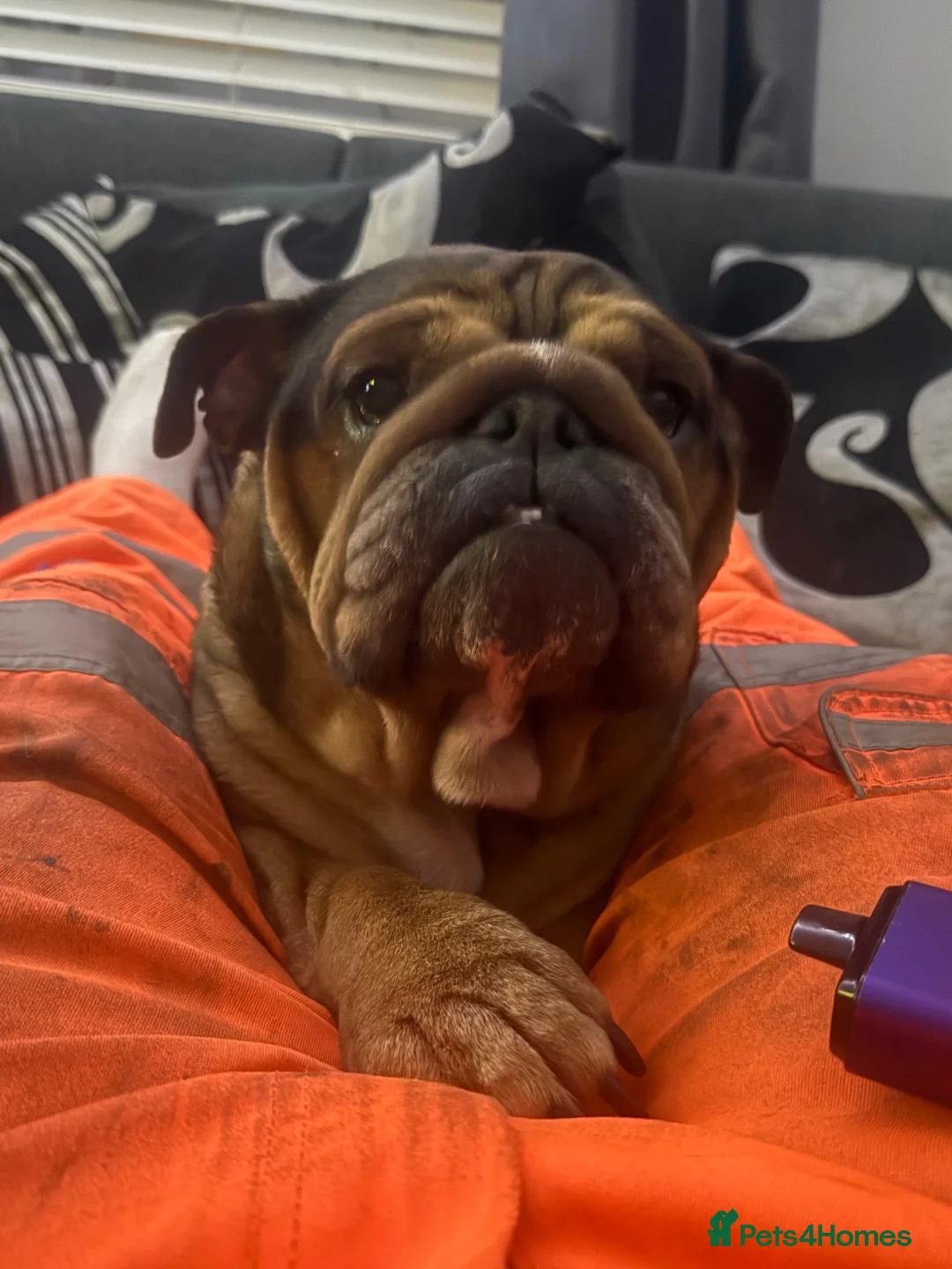 English Bulldog dogs for sale: 5 year old bulldog - Luna  - Advert 5
