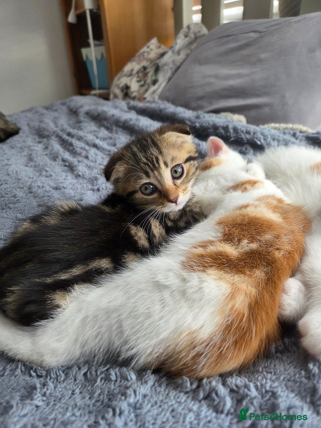 Scottish Fold cats for sale: Beautiful Scottish Folds - Image 12