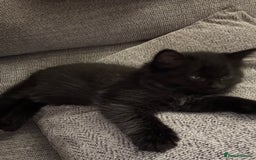 Domestic Shorthair cats for sale: Gorgeous mixed kittens  - Image 2