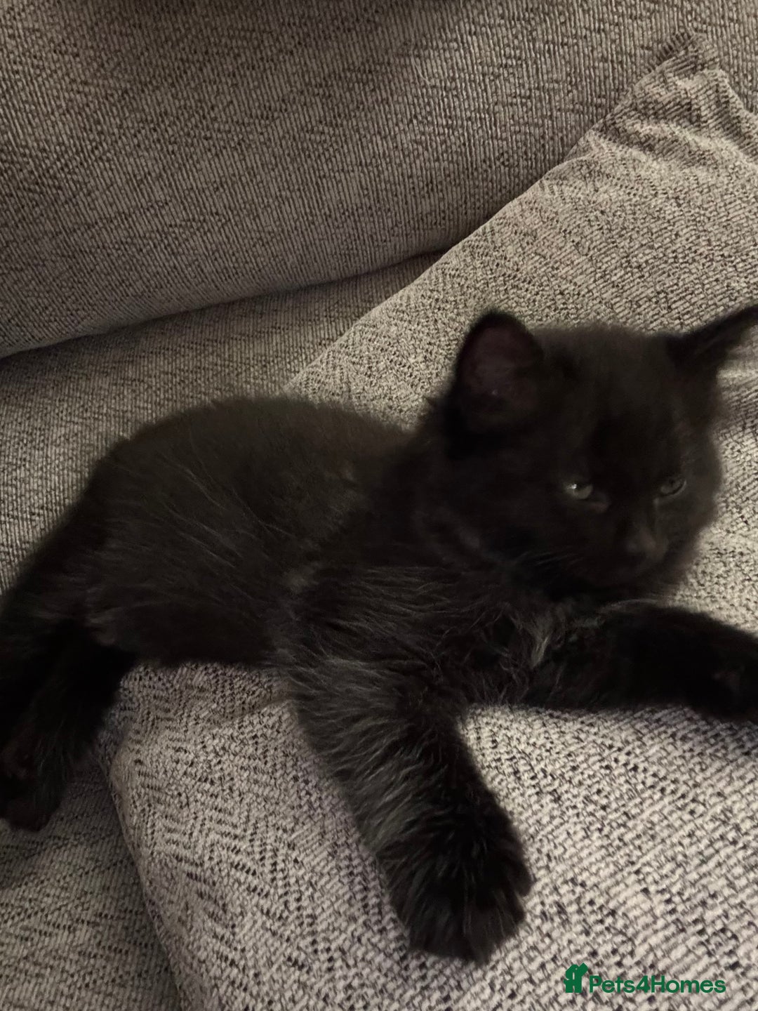 Domestic Shorthair cats for sale: Gorgeous mixed kittens  - Image 2