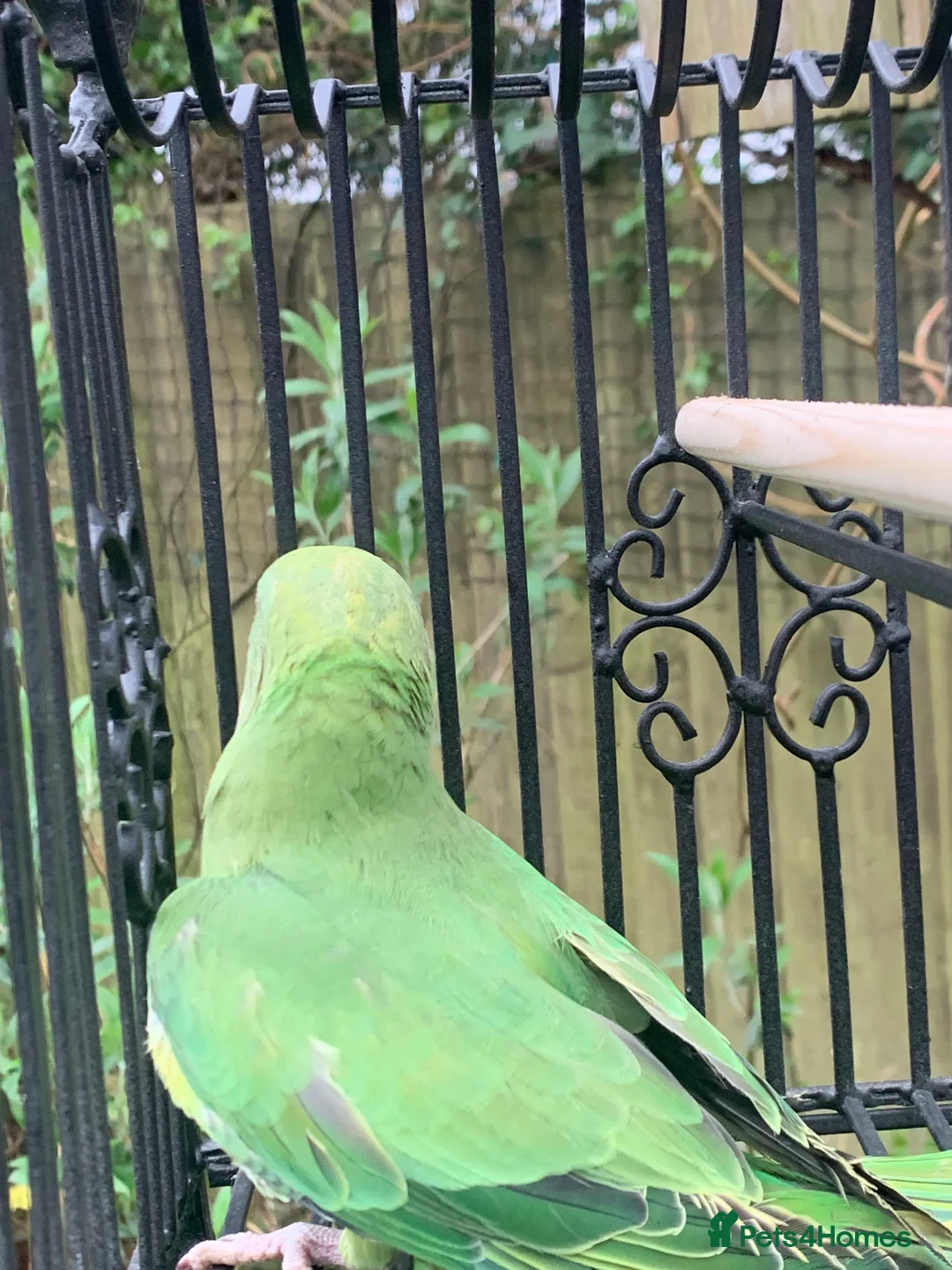 Ringnecks birds for sale: Unsexed young ringneck  - Advert 2