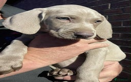 Weimaraner dogs for sale: Kc reg Weimaraner - Image 16
