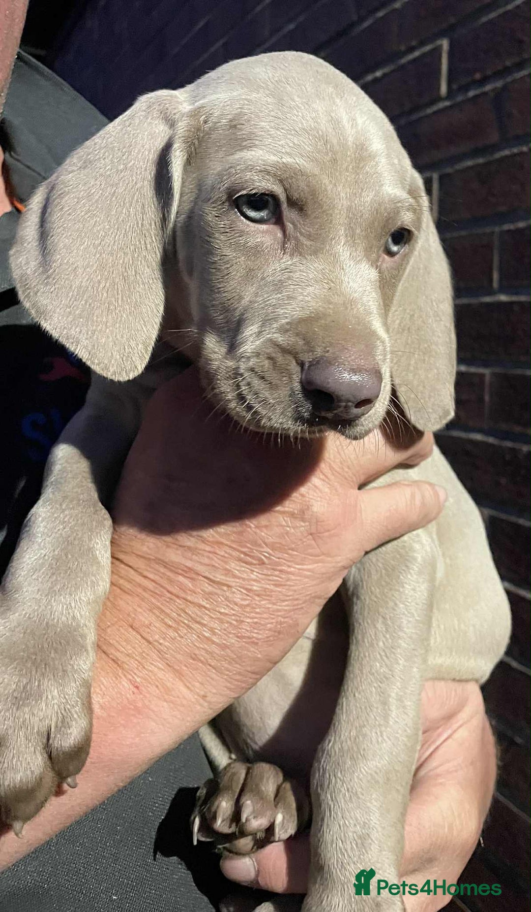 Weimaraner dogs for sale: Kc reg Weimaraner - Image 16