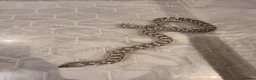 Snake reptiles for sale: Female axanthic hognose snake - Advert 2