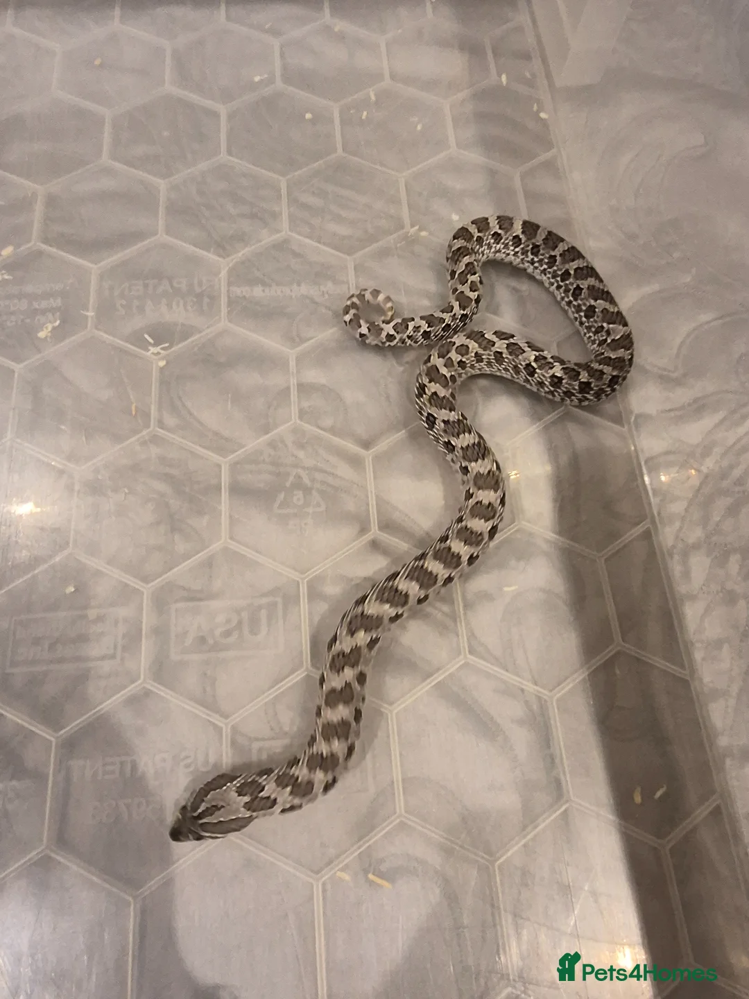 Snake reptiles for sale: Female axanthic hognose snake - Advert 2