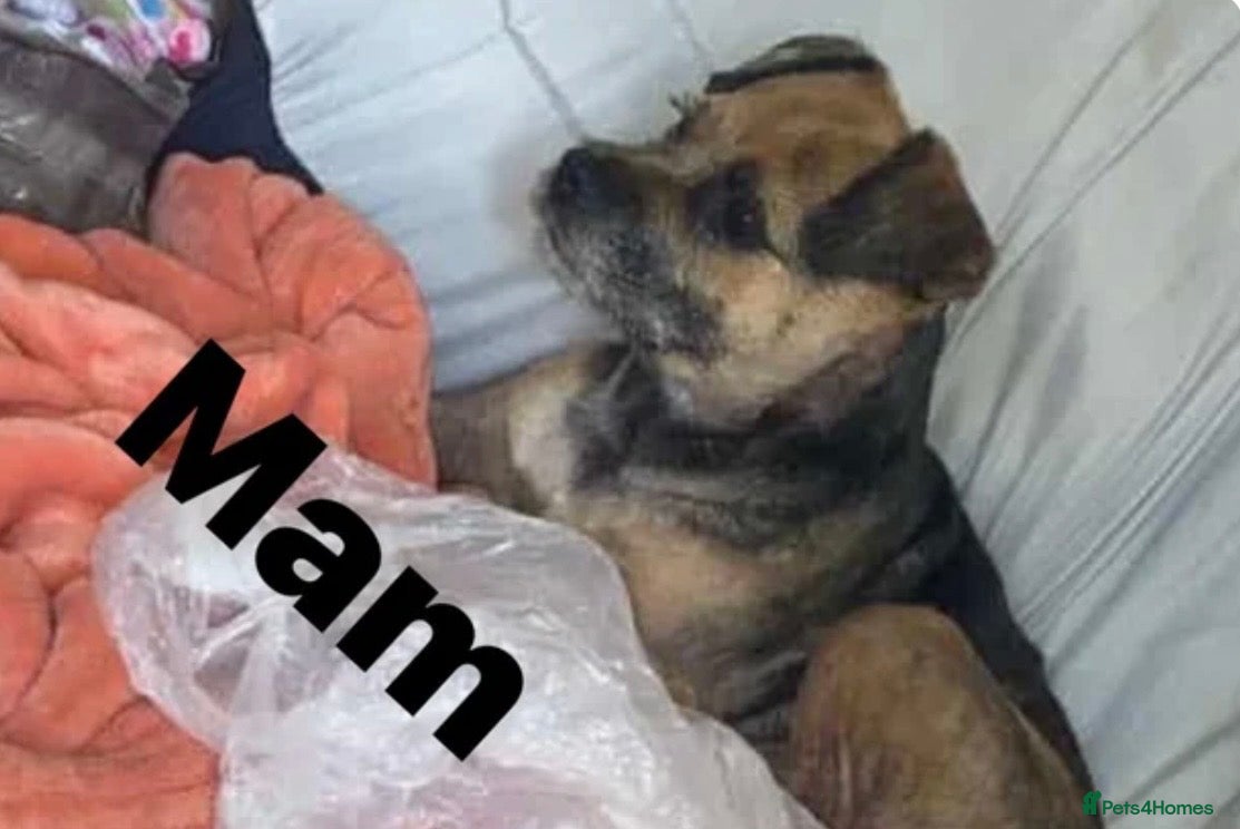 Border Terrier dogs 4 Male Border Terrier Pups for sale - Advert 14