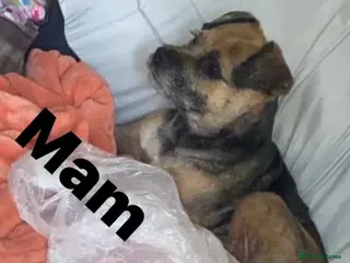 Border Terrier dogs 4 Male Border Terrier Pups for sale - Advert 14