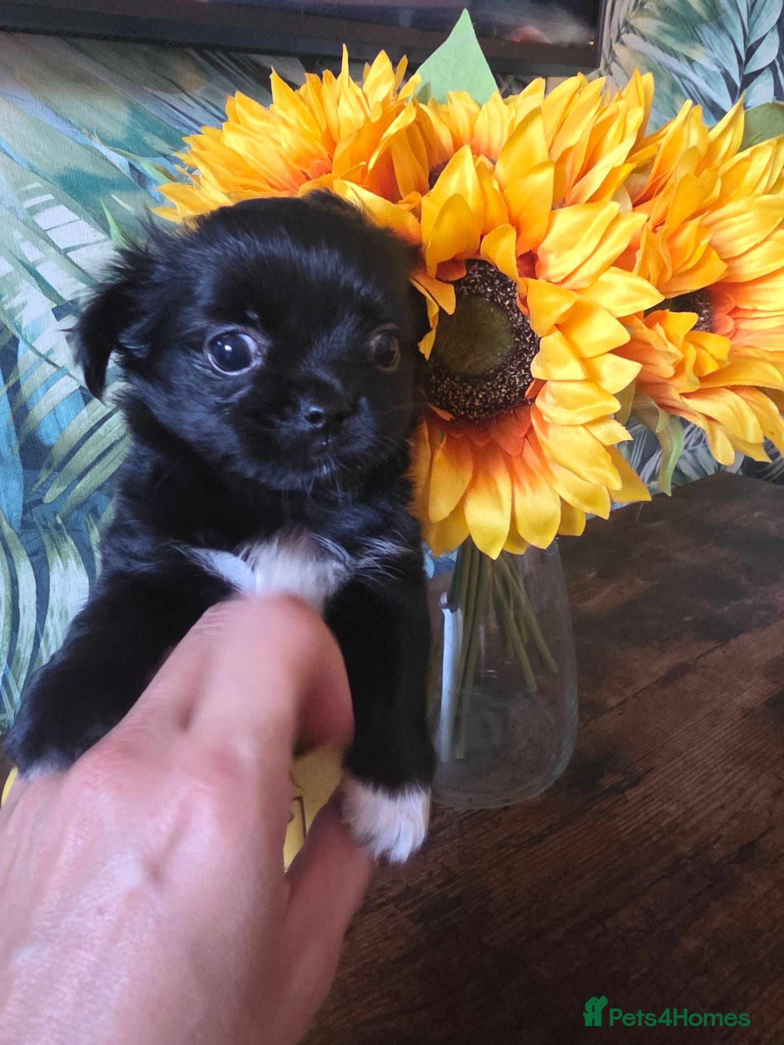 Chihuahua dogs Very small female Chihuahua for sale - Advert 1