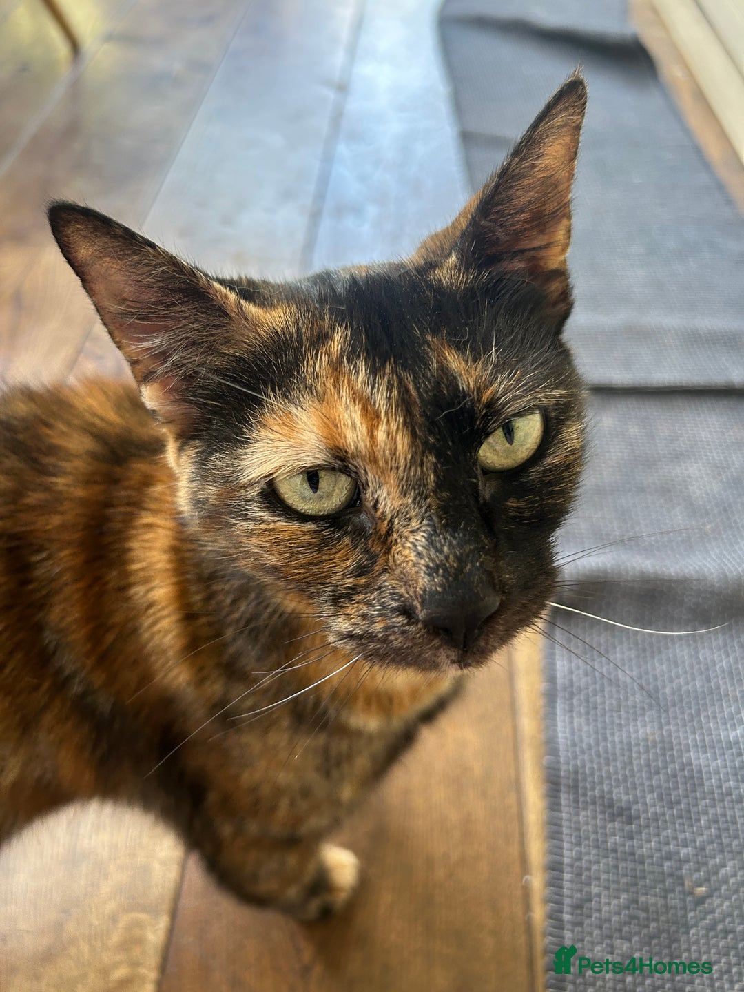 Domestic Shorthair cats for sale: Lovely tempered independent Tortoiseshell   - Advert 3