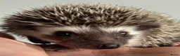 Pygmy Hedgehog rodents for sale: African Pygmy Hedgehog Ethically Bred  - Advert 15
