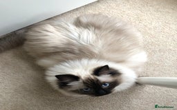 Ragdoll cats for sale: Two adorable ragdolls ready for new home  - Image 8