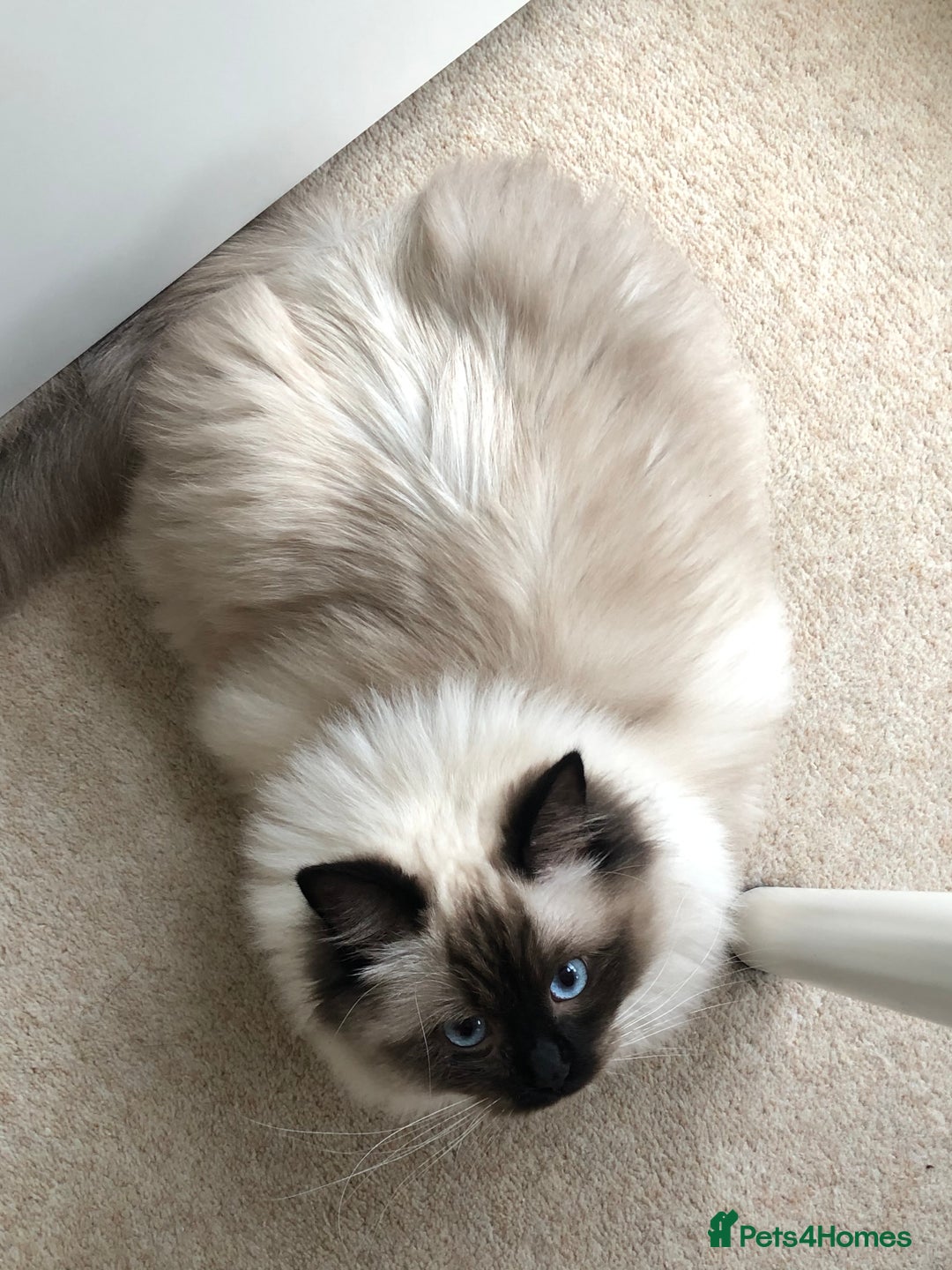 Ragdoll cats for sale: Two adorable ragdolls ready for new home  - Image 8