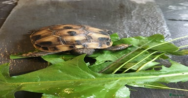Hermann Tortoise reptiles - Advert 2