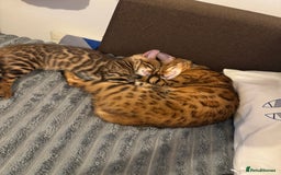 Bengal cats for sale: ✨Full Breed Bengal girl✨ - Image 4
