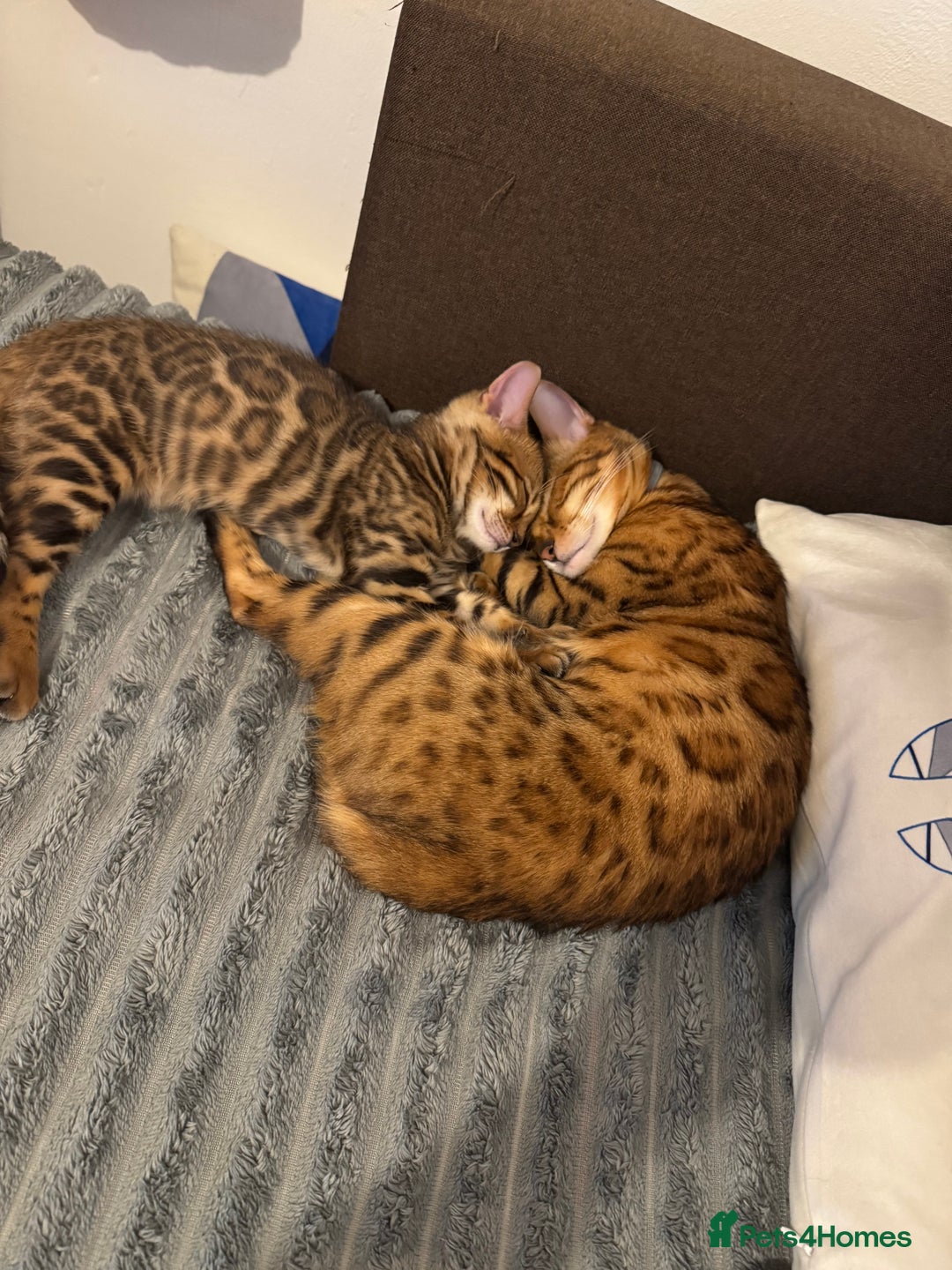 Bengal cats for sale: ✨Full Breed Bengal girl✨ - Image 4