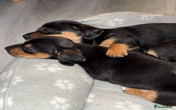 Mixed Breed dogs for sale: Mini dash x min jack russell - Image 3