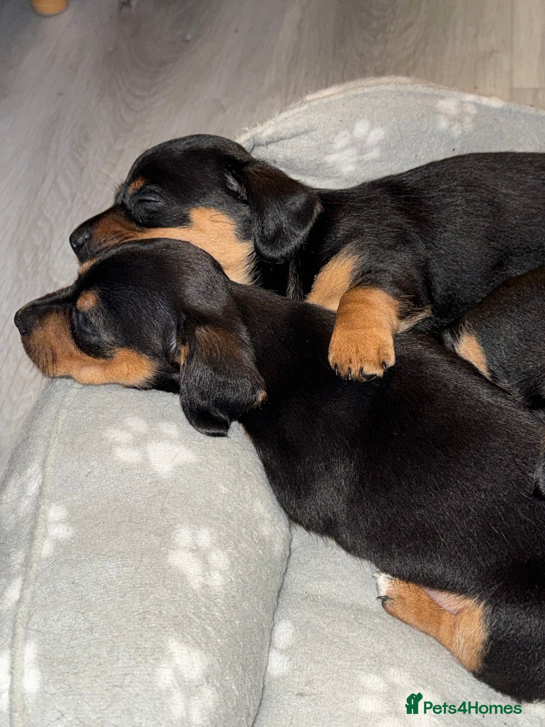 Mixed Breed dogs for sale: Mini dash x min jack russell - Image 3