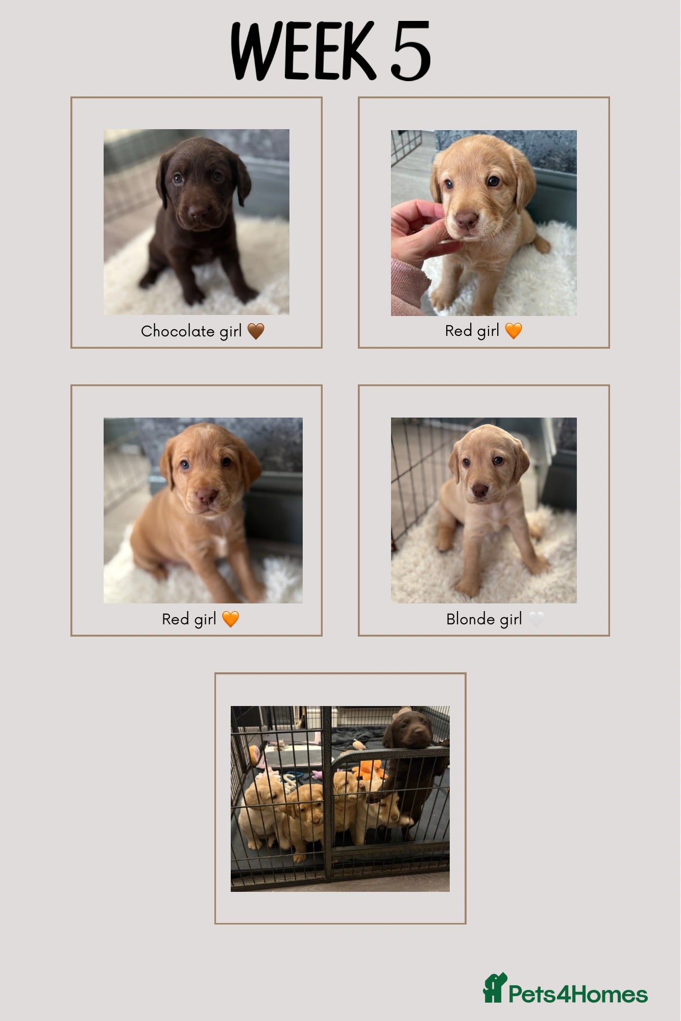 Cockerdor dogs Labrador / Cockerdor Puppies  - Advert 11