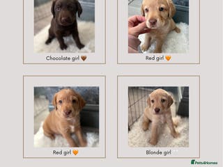 Cockerdor dogs Labrador / Cockerdor Puppies - Advert 11