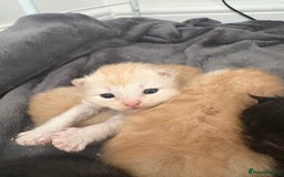 Persian cats for sale: 5 little Persian x boys - Image 9