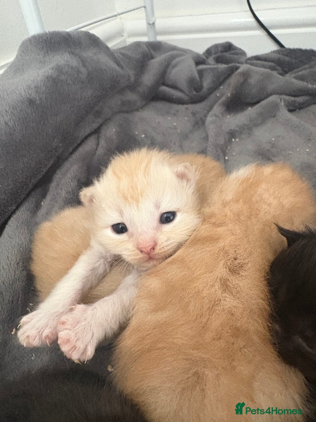 Persian cats for sale: 5 little Persian x boys - Image 9