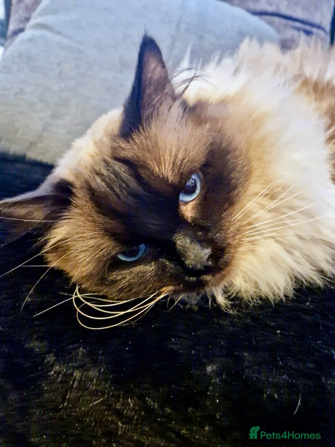 Ragdoll cats for stud: Champion Line Fife & GCCF registered for stud in Southend-on-Sea - Advert 8