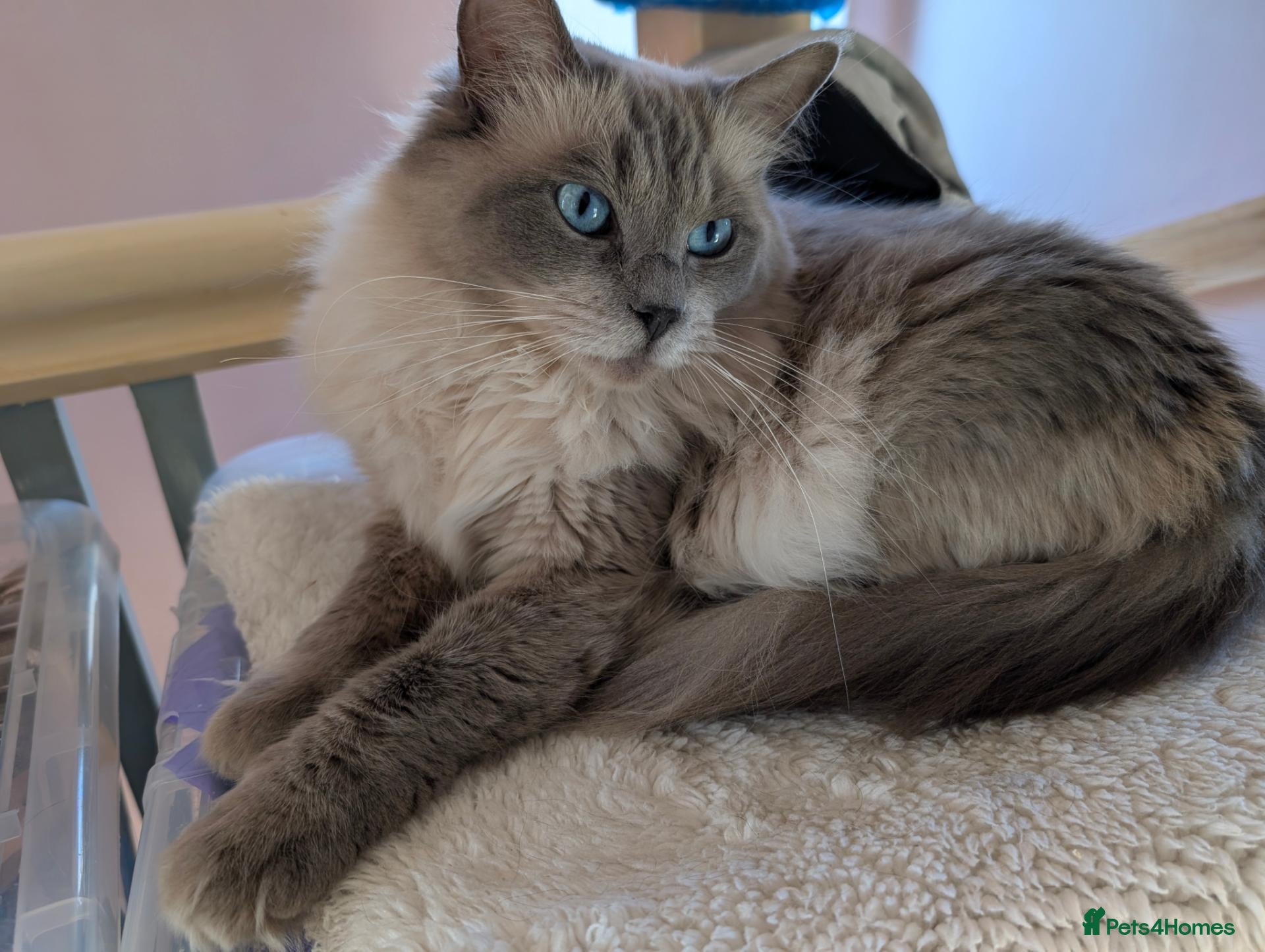 Ragdoll cats Beautiful ragdoll girl forsale - Advert 9