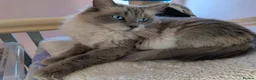 Ragdoll cats for sale: Beautiful ragdoll girl forsale in Lancaster - Advert 1