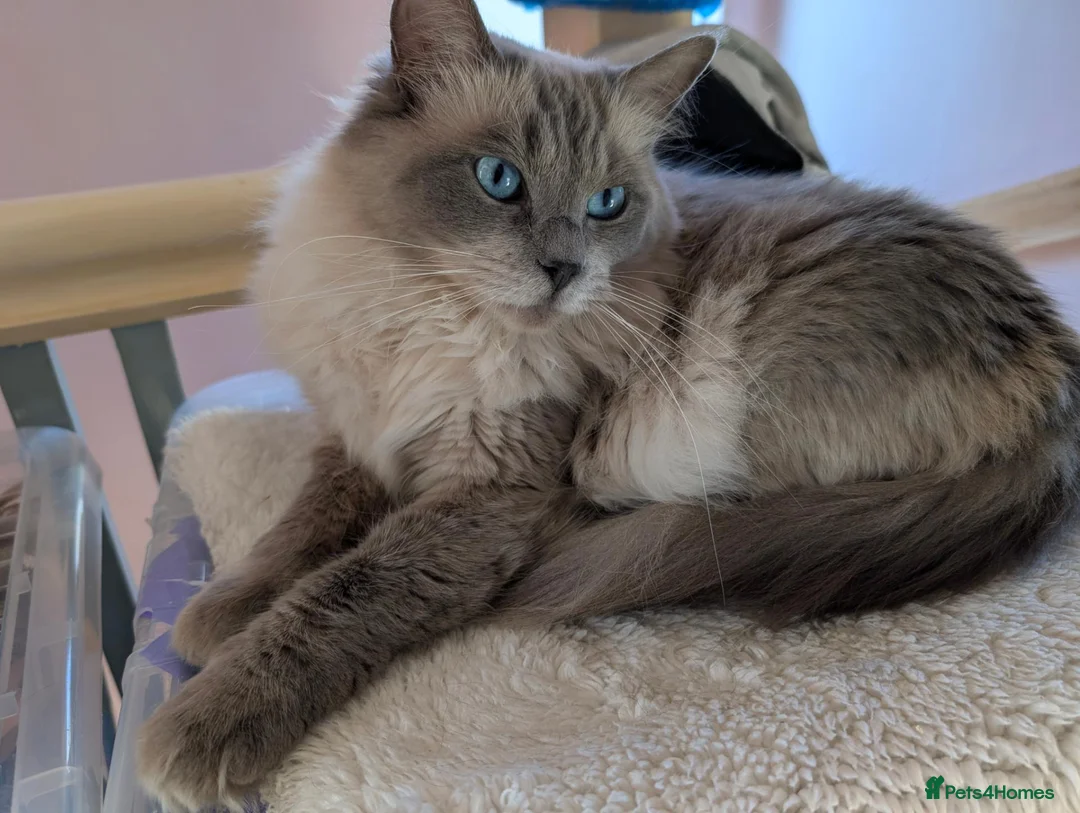 Ragdoll cats for sale: Beautiful ragdoll girl forsale in Lancaster - Advert 1