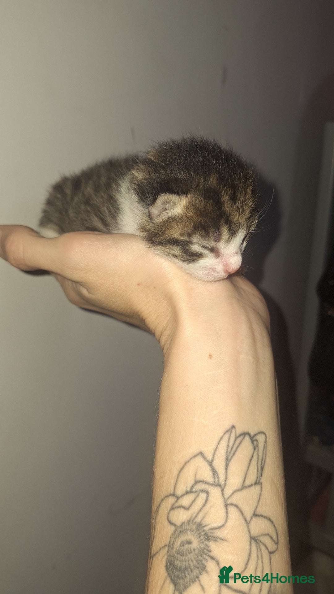 Mixed Breed cats for sale: Kittens  - Advert 4