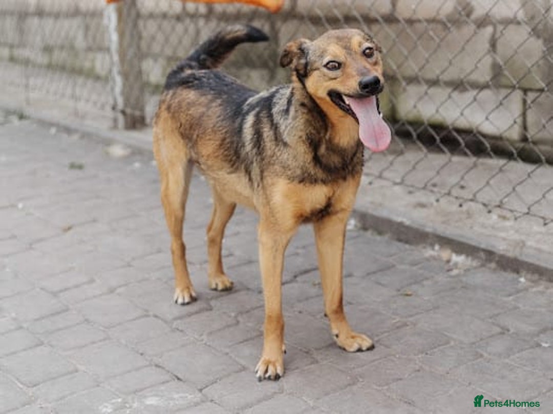 Mixed Breed dogs for adoption: ❤️Jessy❤️ - gentle 2 yo medium-sized girl - Advert 3