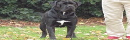 Cane Corso dogs for stud: Thor health tested proven Cane Corso for stud !!! in Cleethorpes - Advert 18