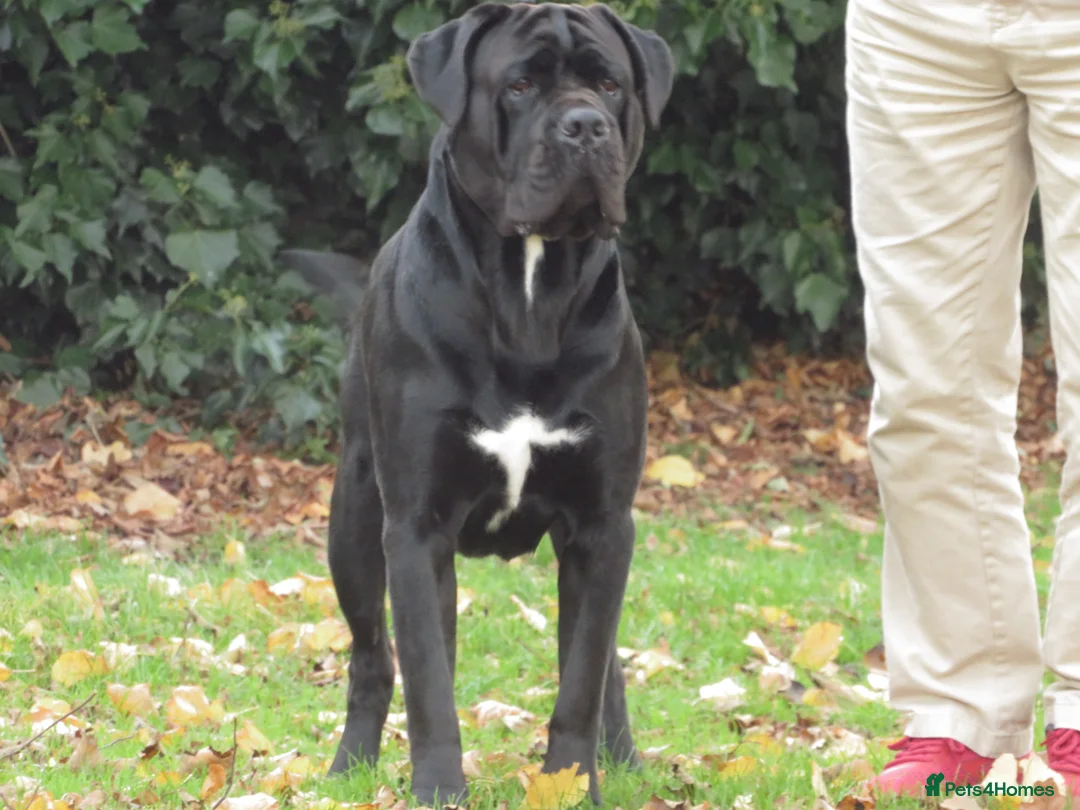 Cane Corso dogs for stud: Thor health tested proven Cane Corso for stud !!! in Cleethorpes - Advert 18