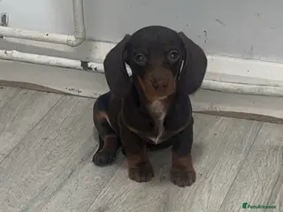 Dachshund dogs 2 females remaining ready now - Advert 8