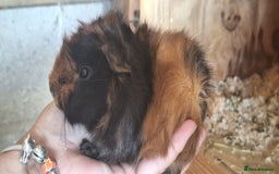 Guinea Pig rodents for sale: Funky male baby Guinea Pigs  - Image 7