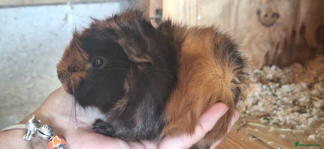 Guinea Pig rodents for sale: Funky male baby Guinea Pigs  - Image 7