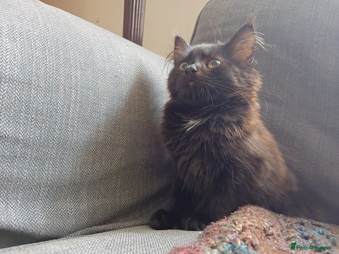 British Longhair cats for sale: Amazing fluff ball - Image 5