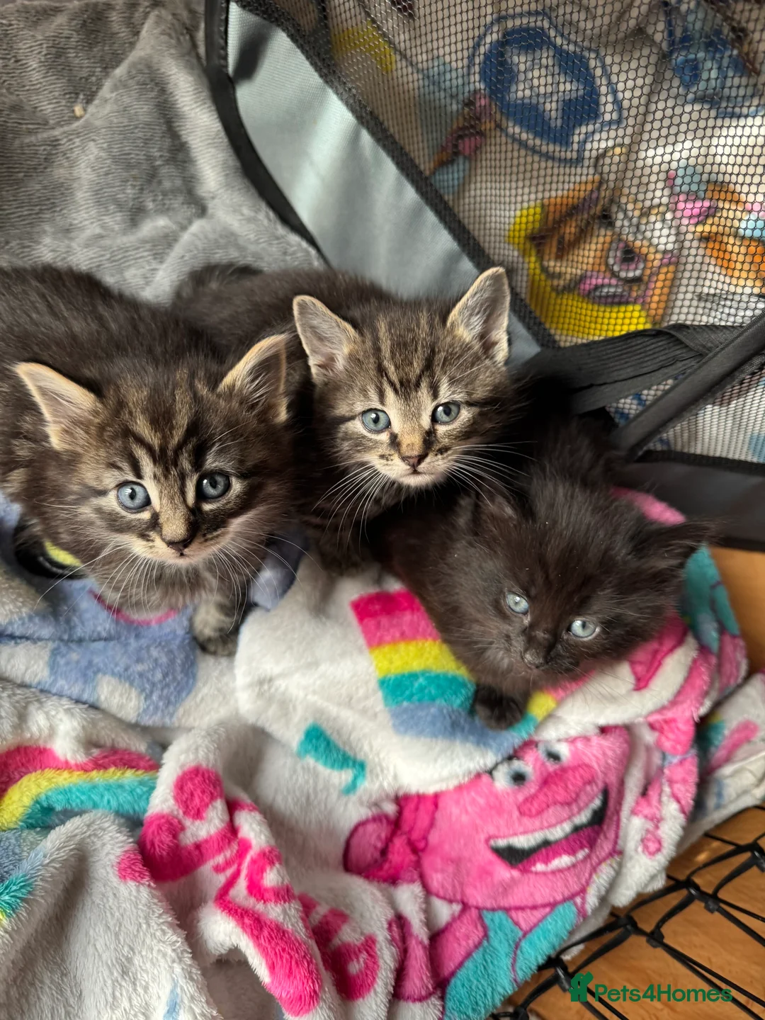 Mixed Breed cats for sale: 9 beautiful fluffy kittens - Advert 5