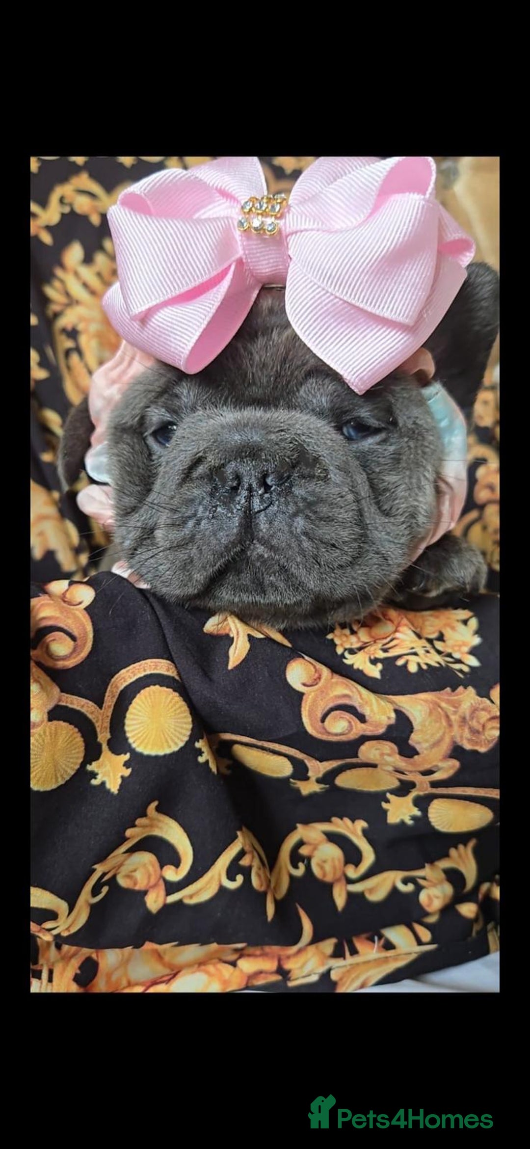 Mixed Breed dogs for sale: Mini bully's  - Image 1