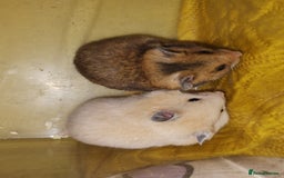 Hamster rodents for sale: Beautiful male and female Syrian hamsters  - Image 3