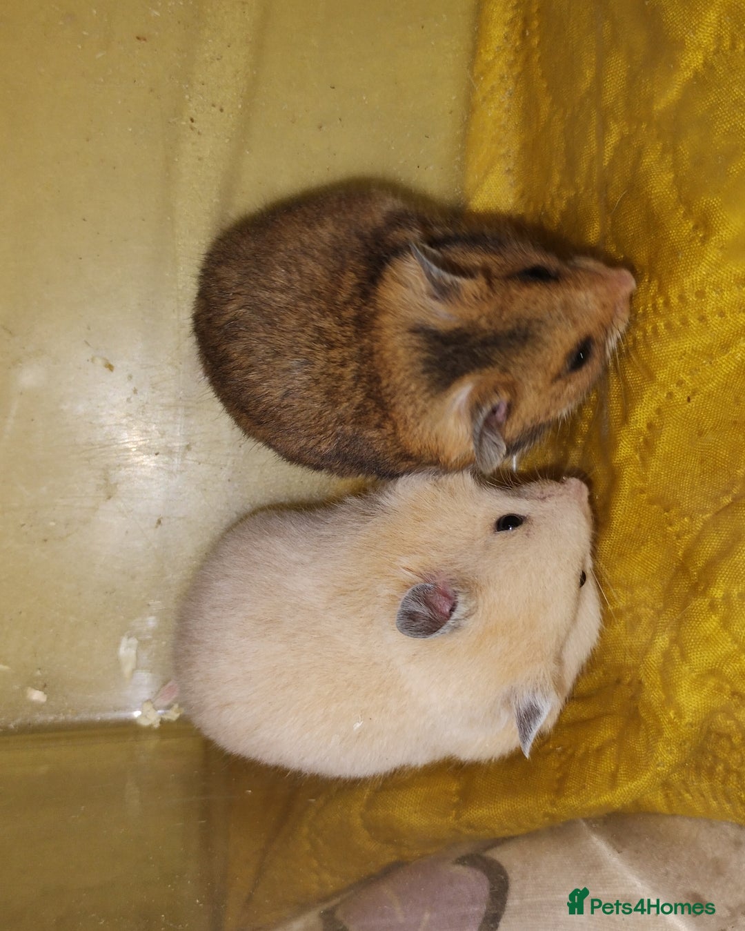 Hamster rodents for sale: Beautiful male and female Syrian hamsters  - Image 3