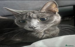 Russian Blue cats for sale: Ragdoll / Russian blue kittens available now  - Image 7