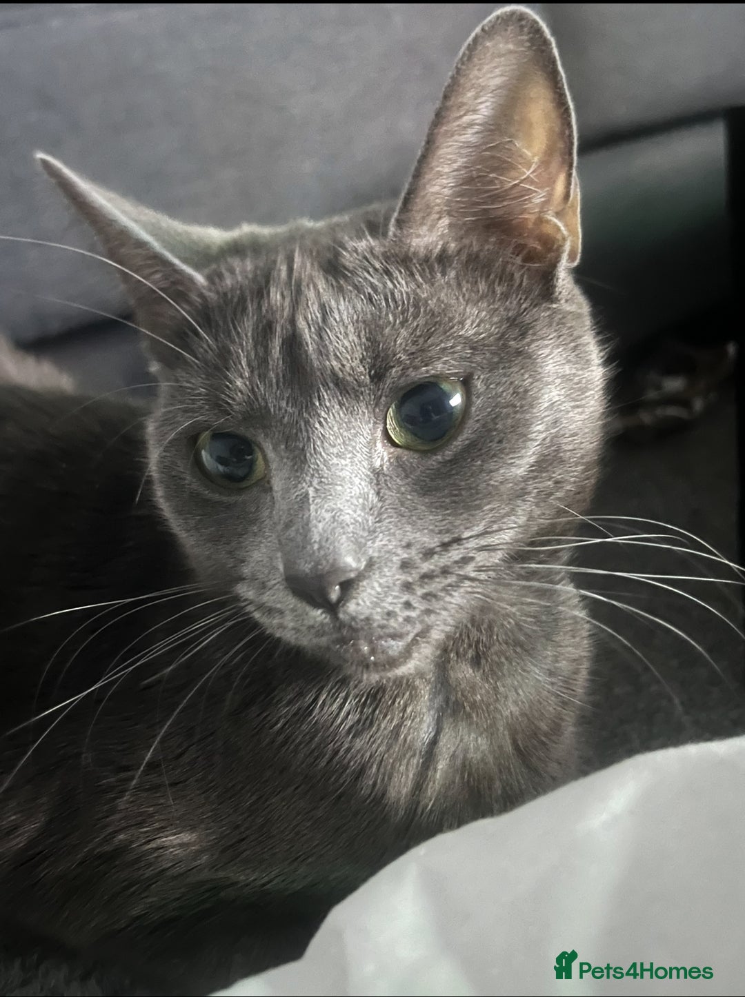 Russian Blue cats for sale: Ragdoll / Russian blue kittens available now  - Image 7