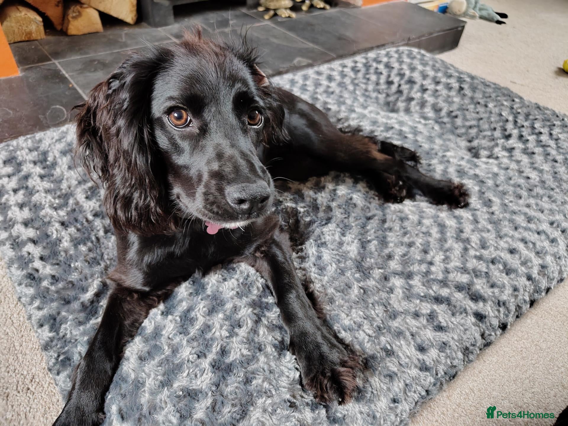 Cocker Spaniel dogs Beautiful friendly cocker spaniel - Advert 1